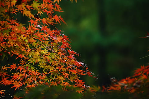 red leaf plant, tree, maple, maple leaf, pottery, flower, petal HD wallpaper