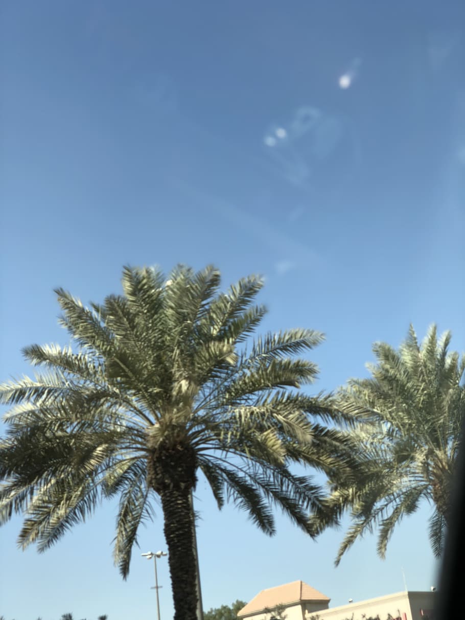 palm, trees, sky, palm tree, tropical climate, plant, low angle view HD wallpaper