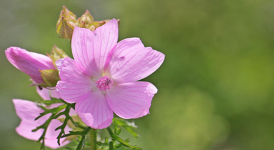 Selective Focus Photography of 5 Petaled Purple Flower during Day Time HD wallpaper