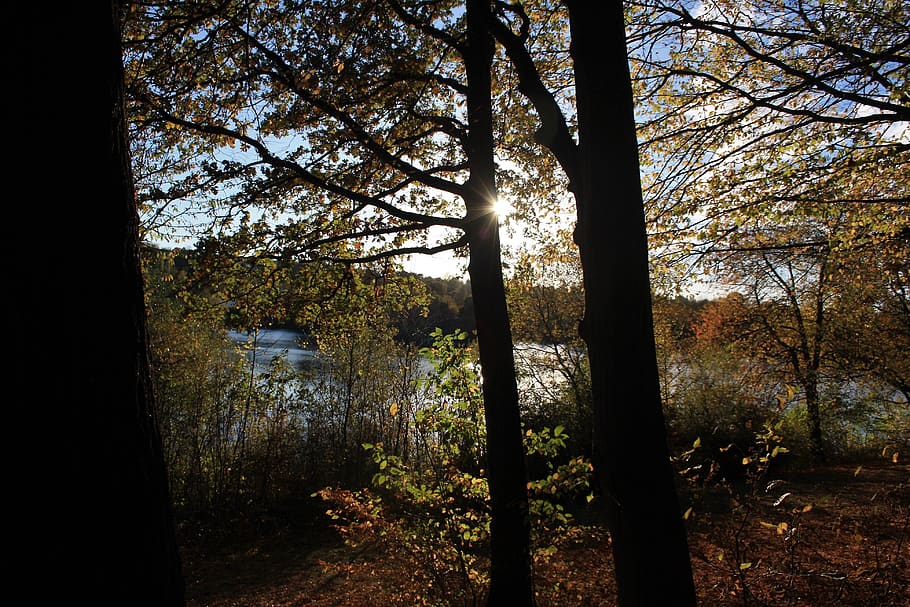 landscape, forest, lake, sun, trees, mood, plant, tranquility HD wallpaper