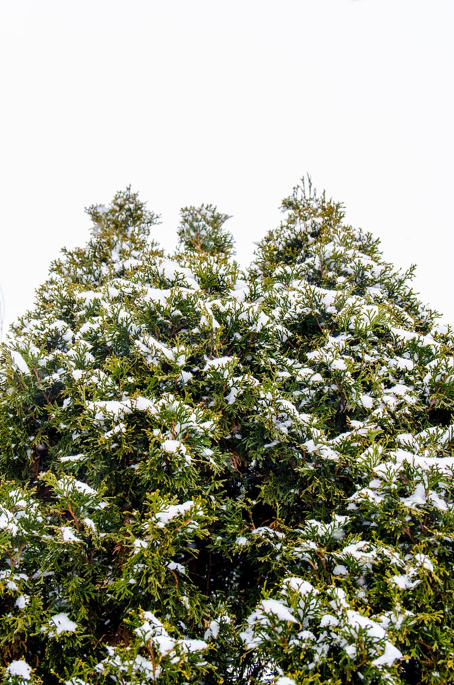 tree, snow, snowflakes, nature, plant, growth, beauty in nature HD wallpaper