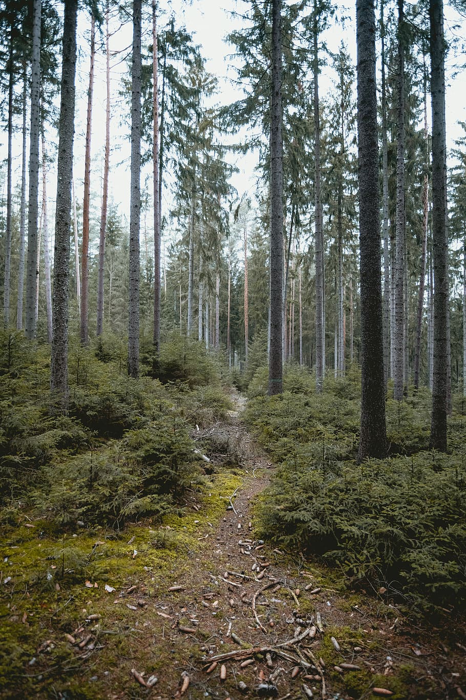road trail between trees, plant, vegetation, woodland, outdoors HD wallpaper
