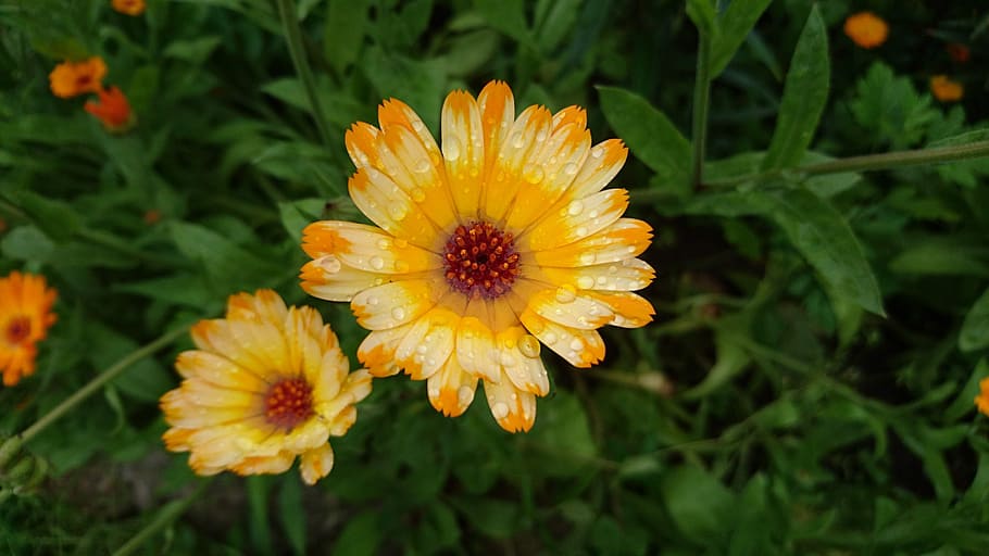 calendula, marigold, flowers, bloom, orange, drops, after the rain HD wallpaper