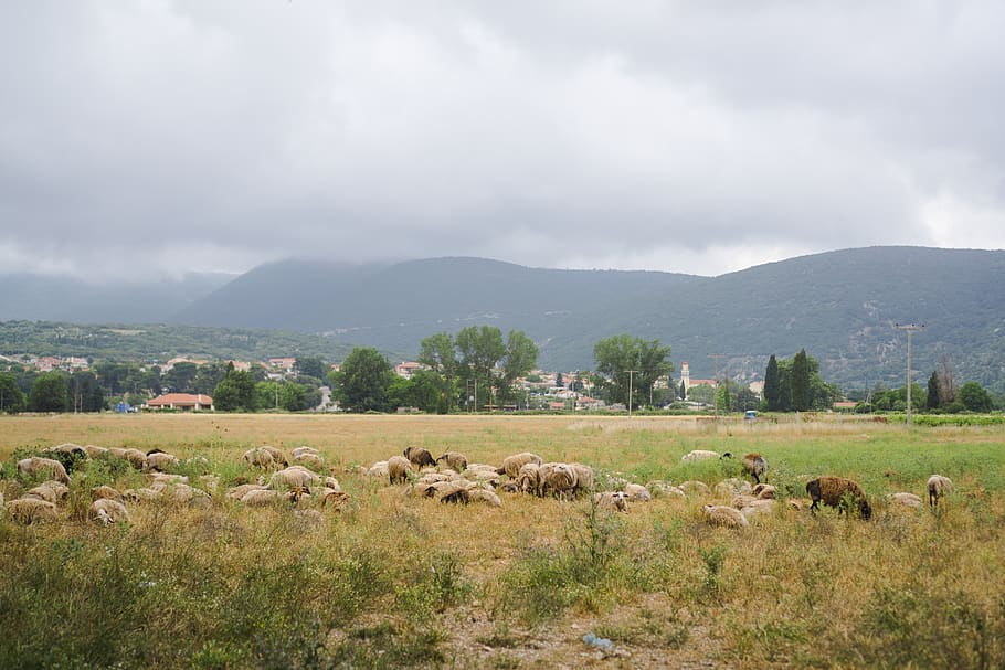greece, cephalonia, mountains, clouds, fog, field, animals HD wallpaper