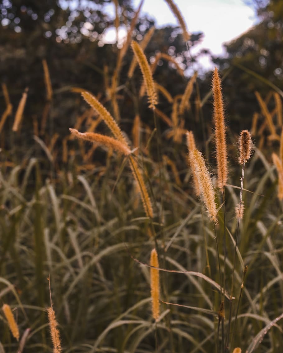 plant, growth, focus on foreground, nature, close-up, tranquility HD wallpaper
