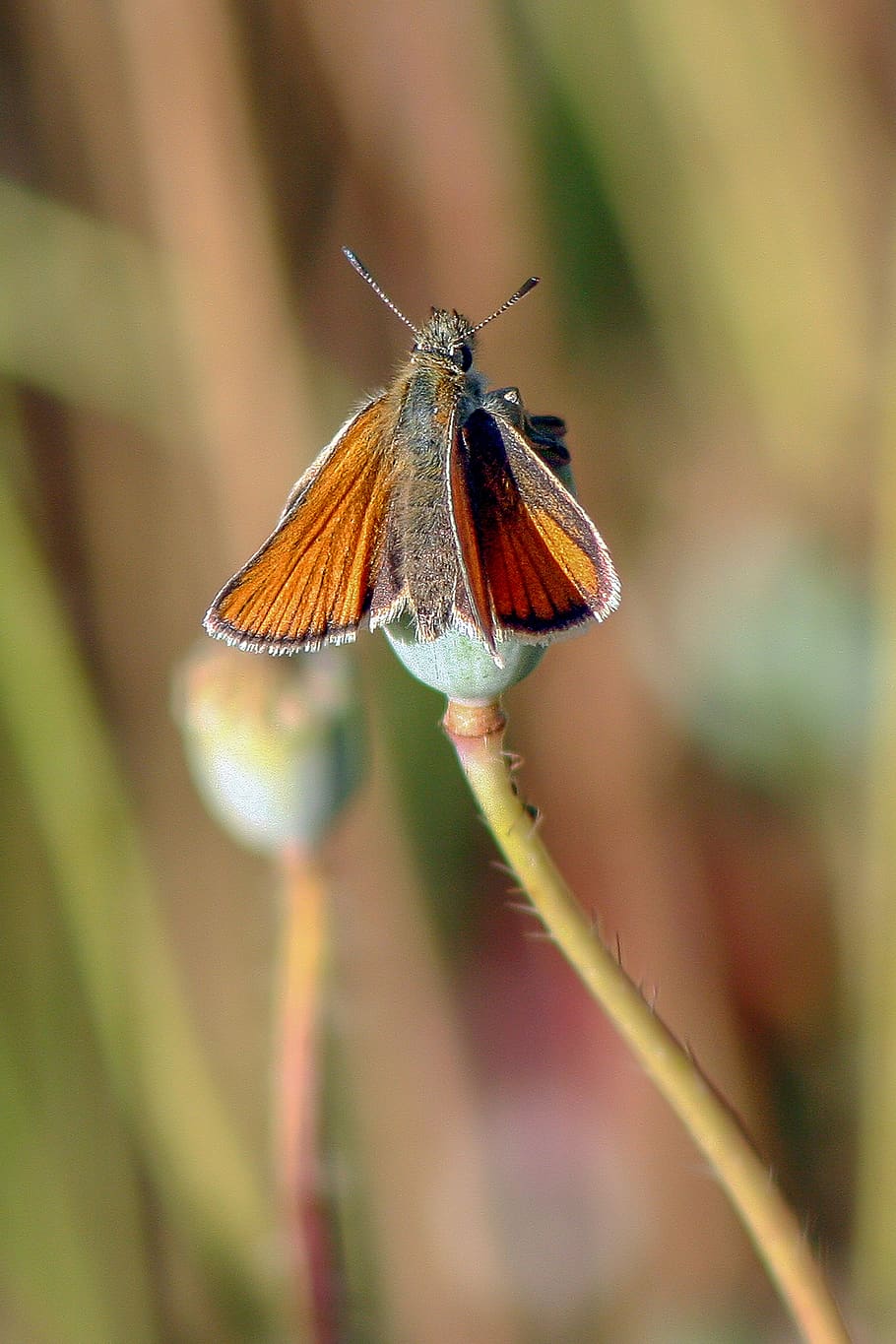 small skipper, butterfly, wings, insect, nature, summer, spring HD wallpaper