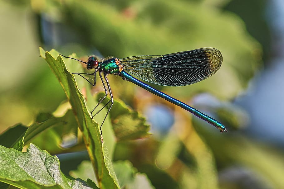 dragonfly, leaf, insect, macro, summer, green, close up, plant HD wallpaper