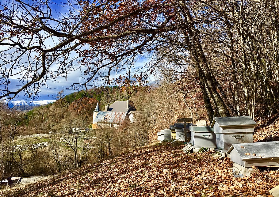 hive, landscape, bees, beekeeping, insects, wood, tree, castle HD wallpaper