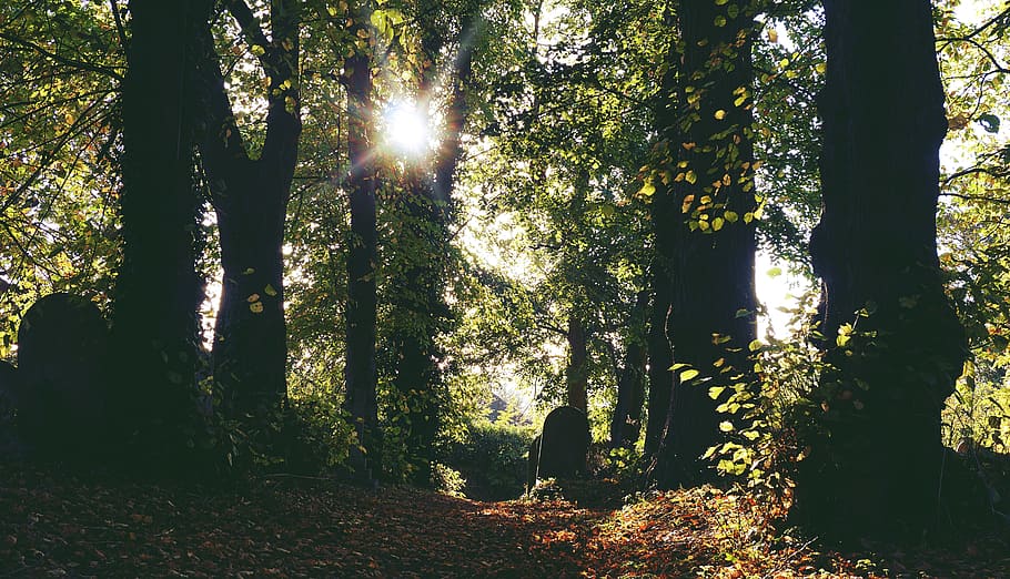 Green Trees Under Sunlight, backlit, beautiful, color, dawn, environment HD wallpaper