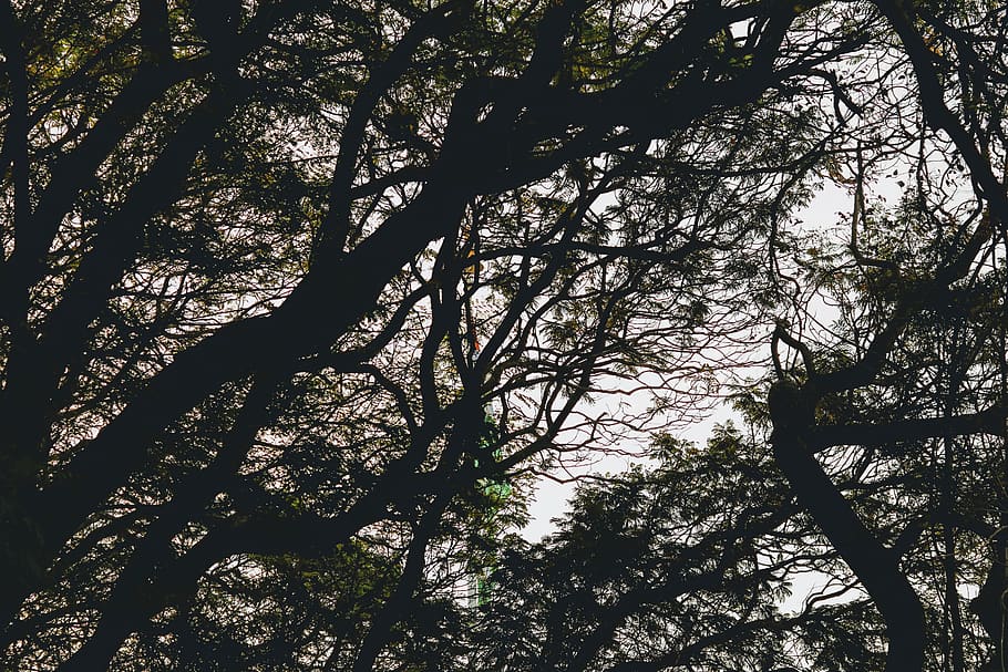 tree, plant, tree trunk, vegetation, outdoors, light, flare HD wallpaper