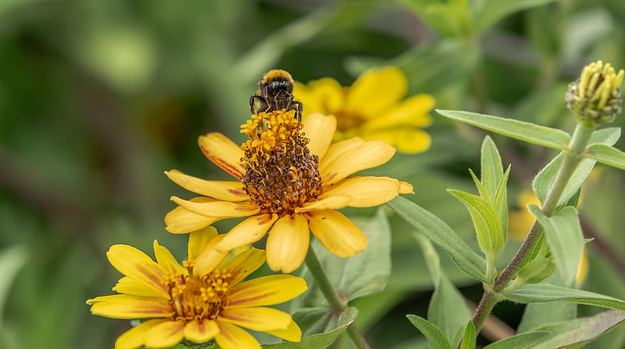 bumbelbee, hummel, flower, nature, insect, macro, amazing, flowering plant HD wallpaper