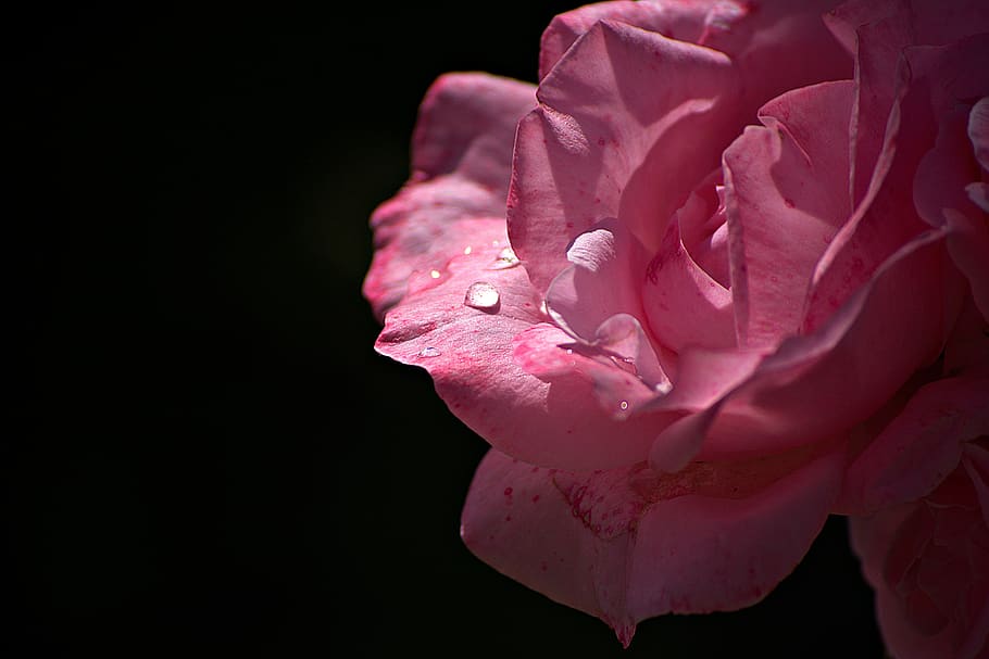 rose, pink, bloom, nature, love, blossom, flowers, romantic HD wallpaper