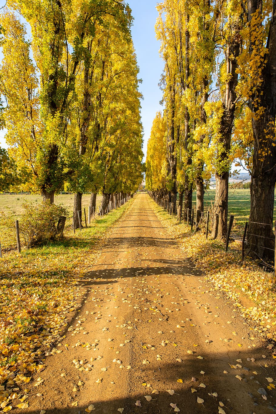 australia, derwent valley council, leaves, tasmania, autumn, HD wallpaper