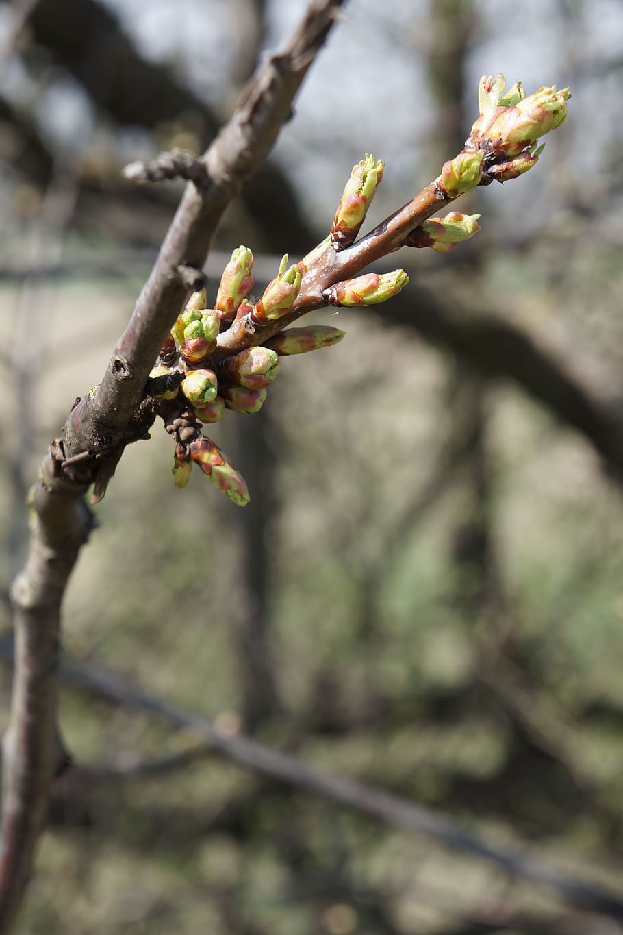 tree, leaf, leaves, forest, nature, green, spring, bud, wood HD wallpaper