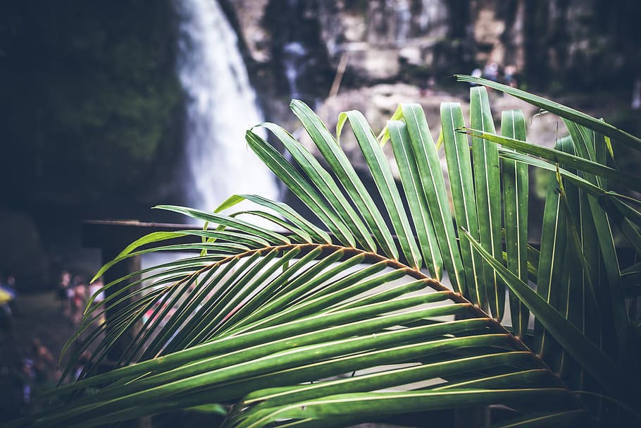 Shallow Focus Photo of Plant, background, beautiful, blur, close-up HD wallpaper