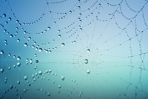 cobweb, drip, water, mirroring, blue, dew, nature, dewdrop HD wallpaper