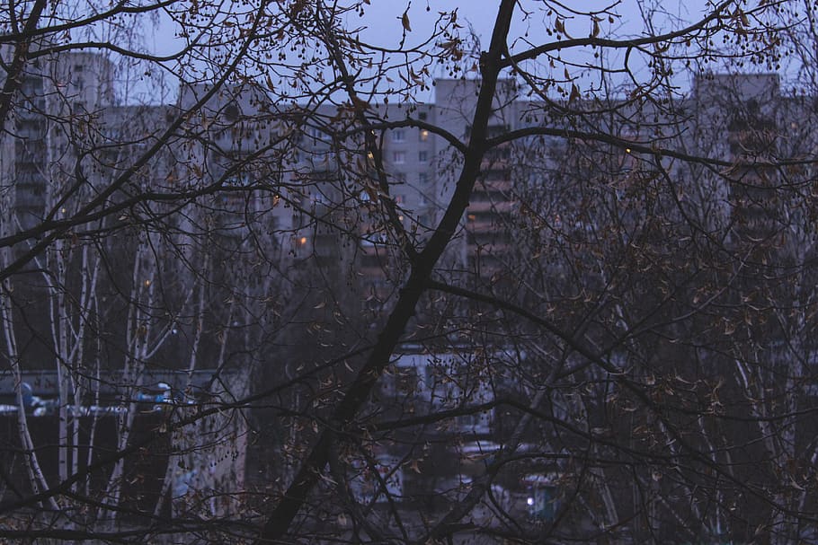 ukraine, kharkiv, fall, wallpaper, background, trees, warm HD wallpaper
