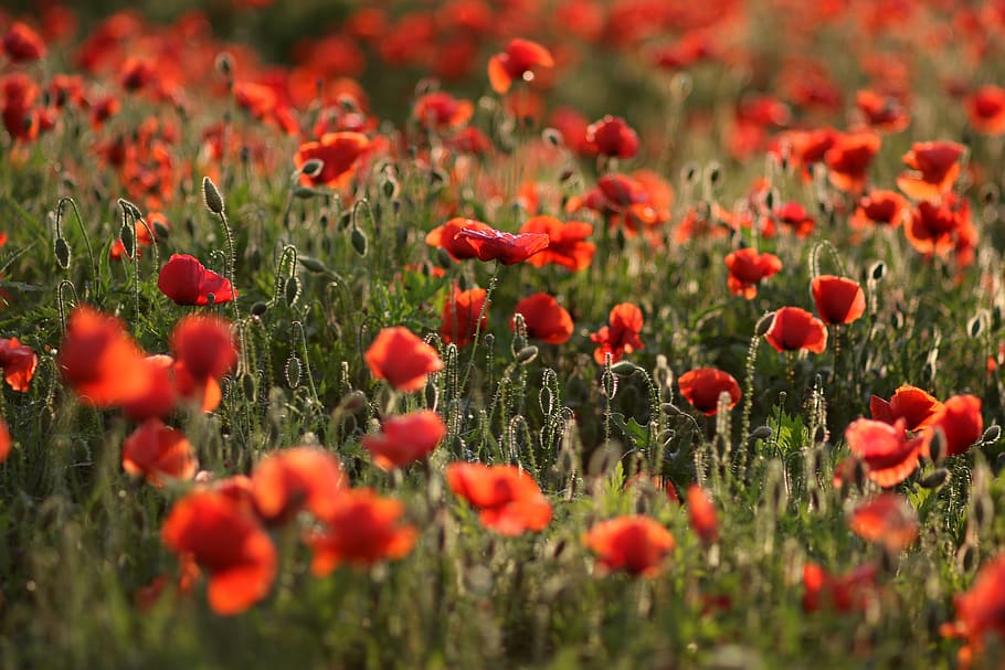 poppies, red, plain, flower, nature, plant, flowering plant HD wallpaper