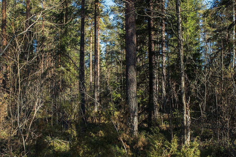 forest, dense forest, nature, trees, woods, foliage, outdoors HD wallpaper