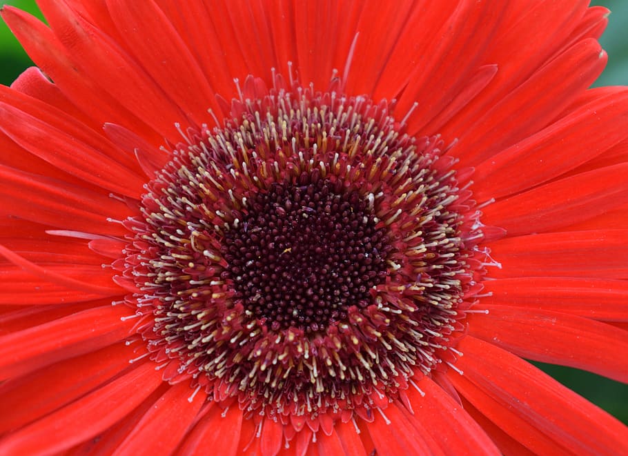 gerbera, flower, nature, red, flowering plant, inflorescence HD wallpaper