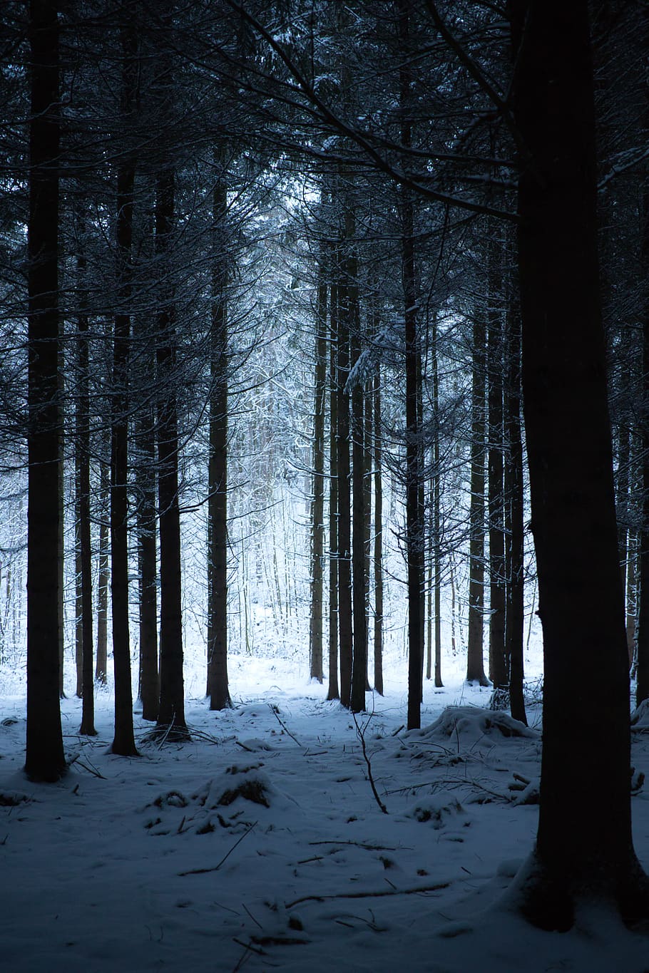 HD wallpaper: forest, winter, nature, landscape, trees, fog, cold, white |  Wallpaper Flare