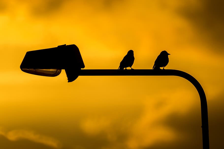 Birds on Street Lamp, animals, clouds, lamppost, lantarn, orange HD wallpaper