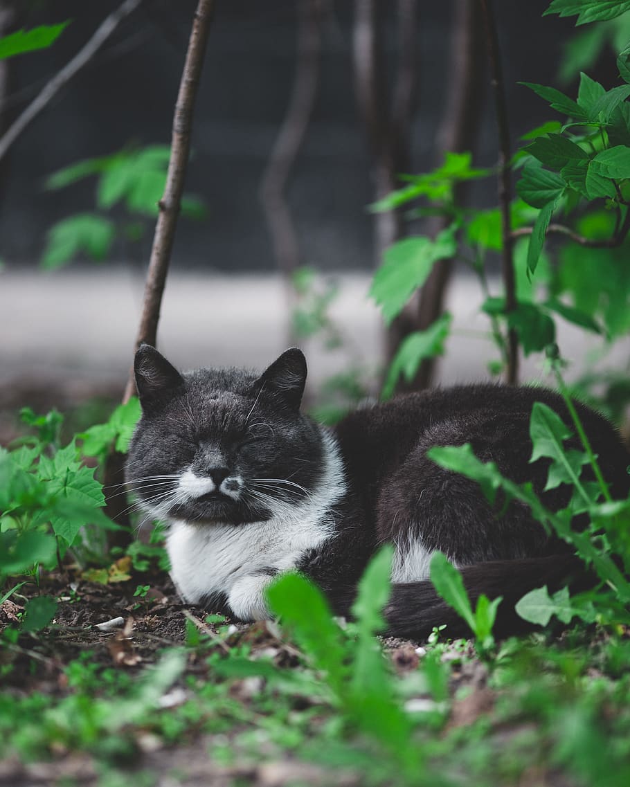 cat, mammal, domestic, pets, feline, domestic cat, animal themes HD wallpaper