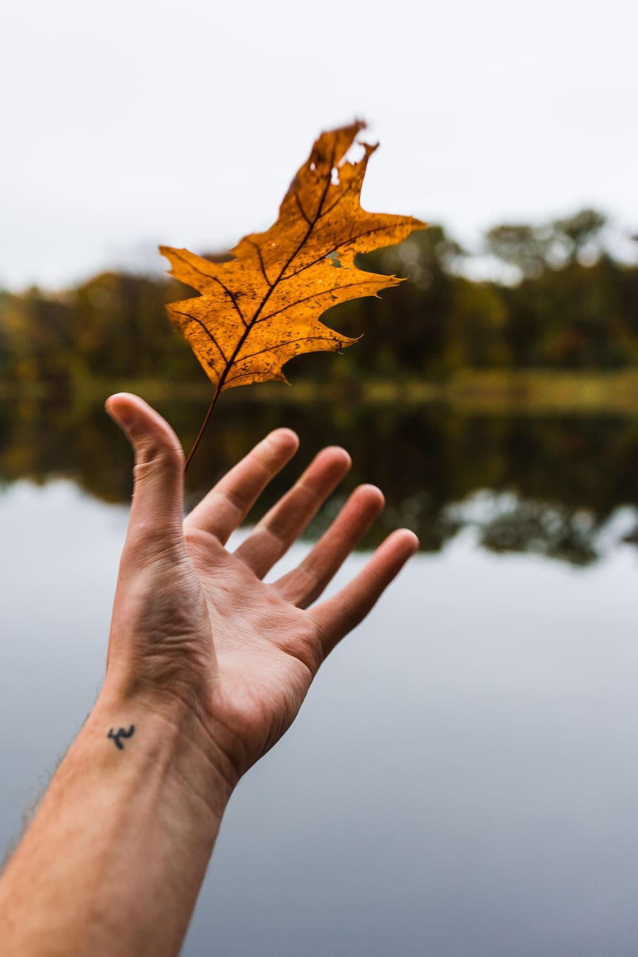 person catching the maple leaf, autumn, human hand, human body part HD wallpaper