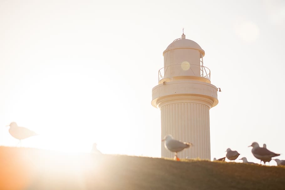flock of birds, lighthouse, sunrise, sunset, wall, perched, beach HD wallpaper