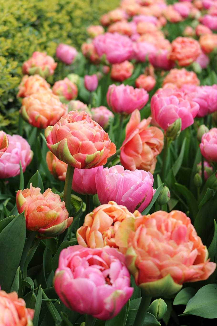 tulip, double, early, spring, flowers, nature, plant, flowering plant HD wallpaper