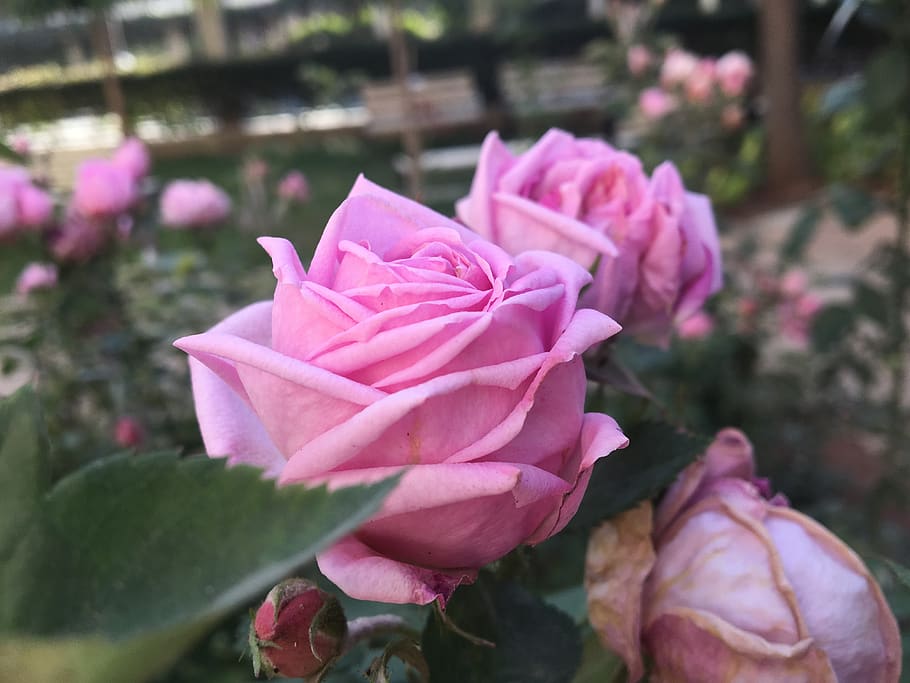 rose, roses, red, bloom, fragrance, nature, flower, flowering plant HD wallpaper