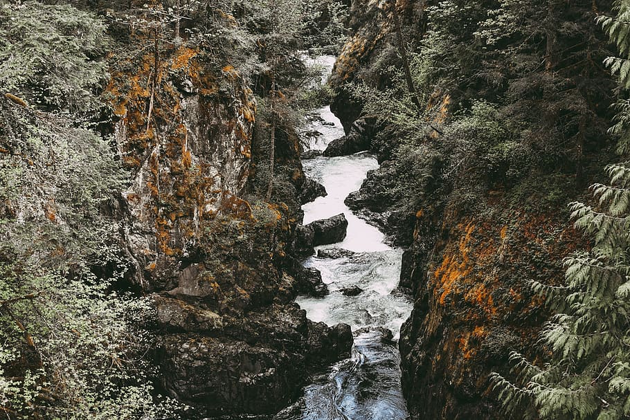 canada, coombs, river, forest, trees, british columbia, water HD wallpaper