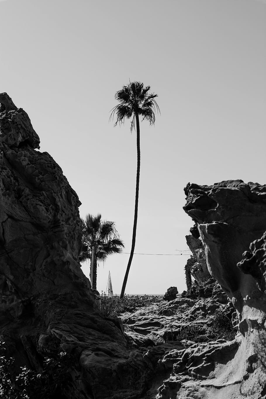 palm tree, beach, blackandwhite, rocks, sky, plant, clear sky HD wallpaper