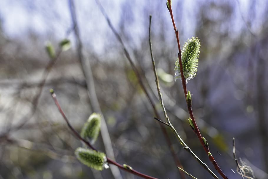 catkin, bud, nature, spring, bushes, branch, spring awakening HD wallpaper