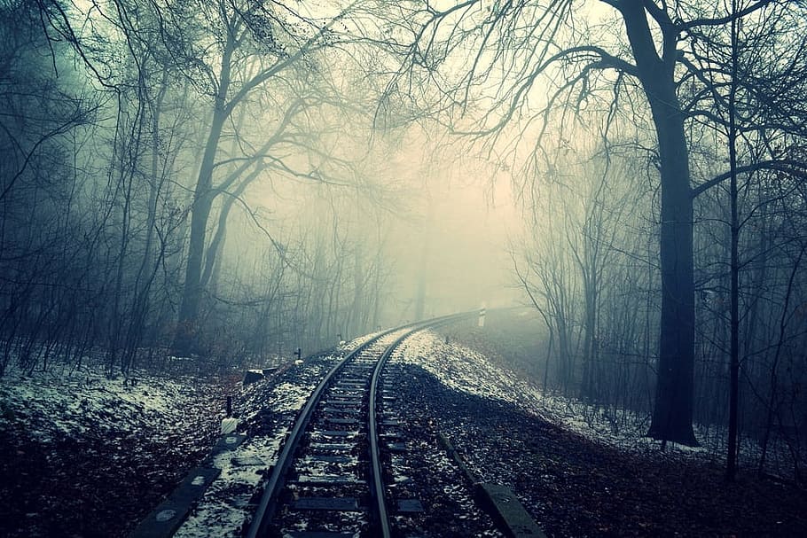 tree, nature, forest, snow, winter, railway, fog, mist, sunlight HD wallpaper