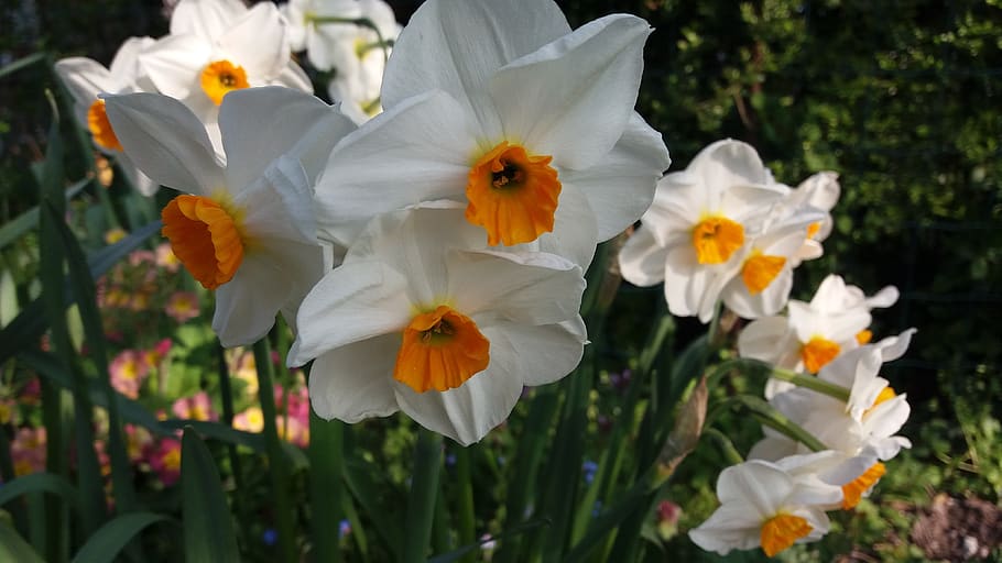 spring flower, daffodil, white, orange, flowering plant, freshness HD wallpaper