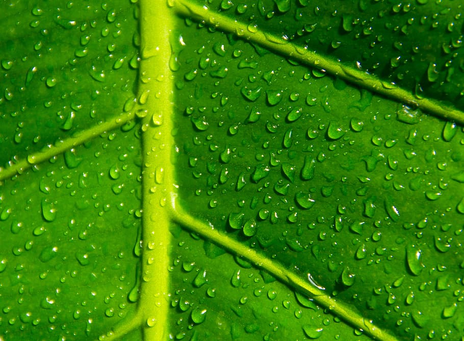 green, leaf, waterdrops, nature, wet, green color, plant, plant part HD wallpaper