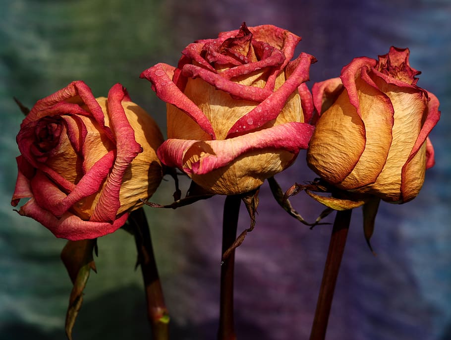 rose, red, yellow, dry, flower, petals, three, close-up, vulnerability HD wallpaper