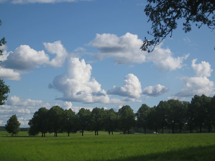 schweden, sky, clouds, plant, tree, cloud - sky, grass, field HD wallpaper