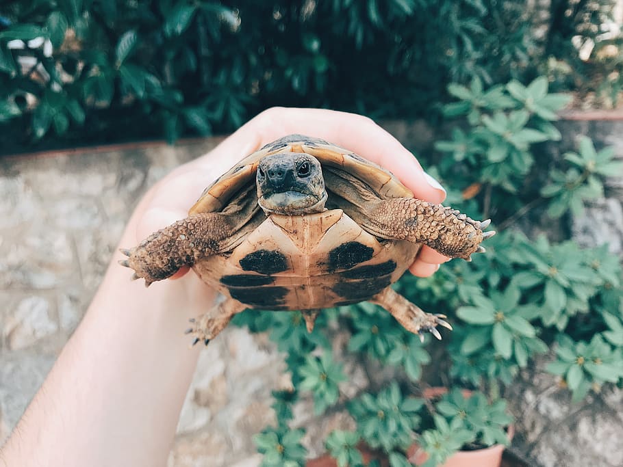 turtle, animals, smile, hand, summer, human hand, one animal HD wallpaper