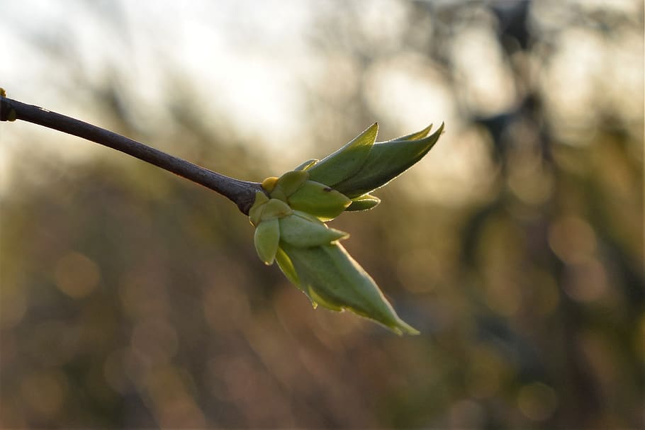 lilac, leaves, spring, backlighting, nature, plant, bush, petals HD wallpaper