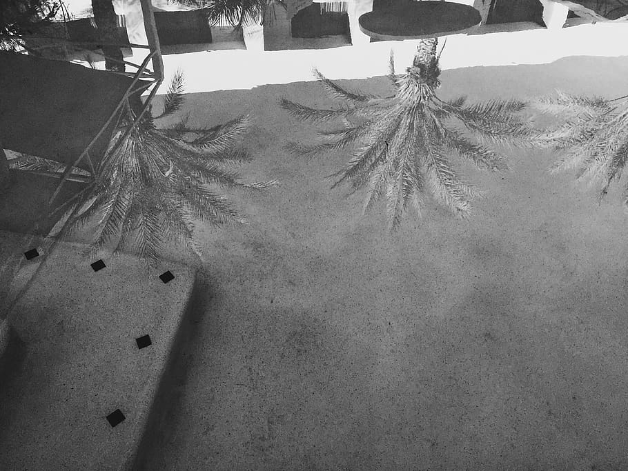 pool, poolside, palm trees, desert, underwater music, summertime HD wallpaper