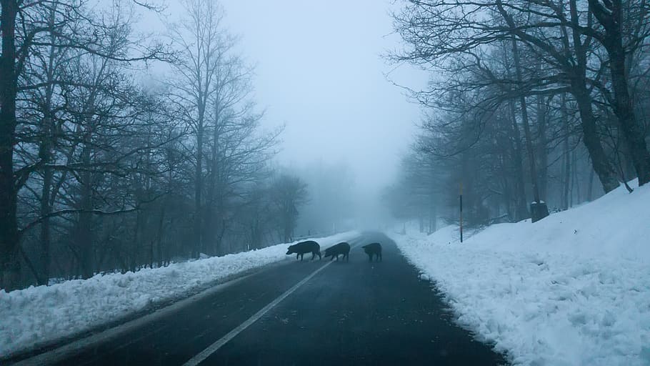 pig, winter, ice, snow, road, abbey, beatles, strange, crazy, HD wallpaper