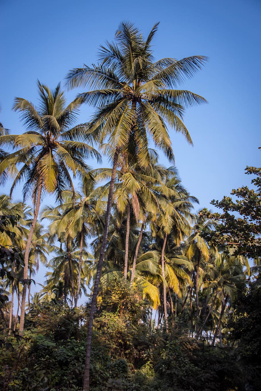 india, goa, beach, palms, summer, sky, trees, plant, growth HD wallpaper
