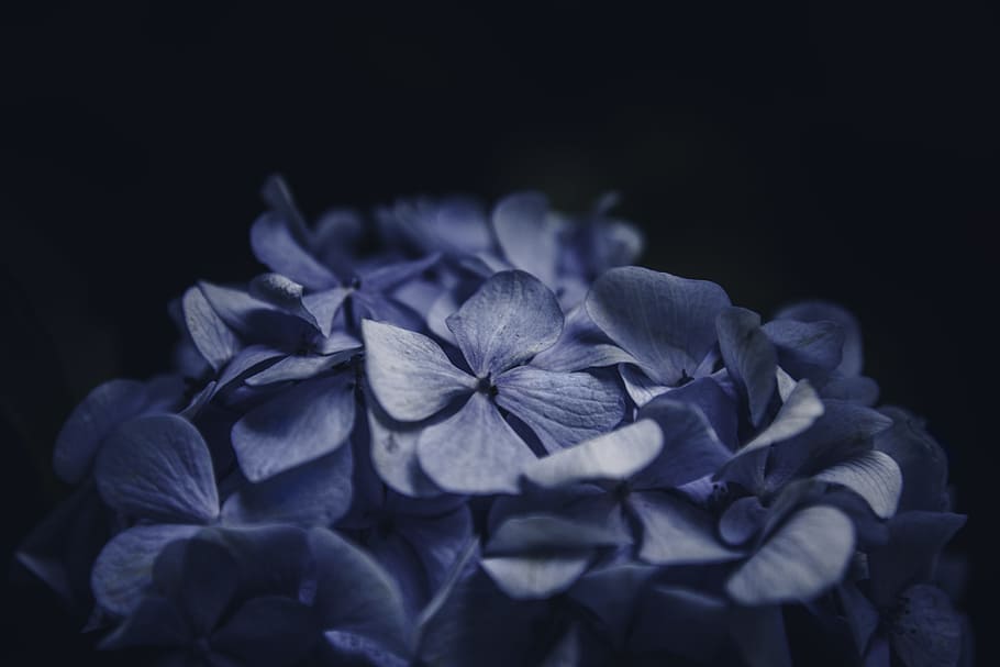 close-up photography of flower in bloom, blue, hydrangea, floral HD wallpaper