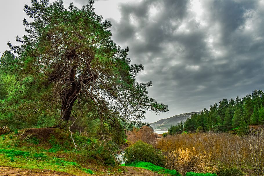 landscape, tree, mountains, nature, forest, trees, sky, clouds HD wallpaper