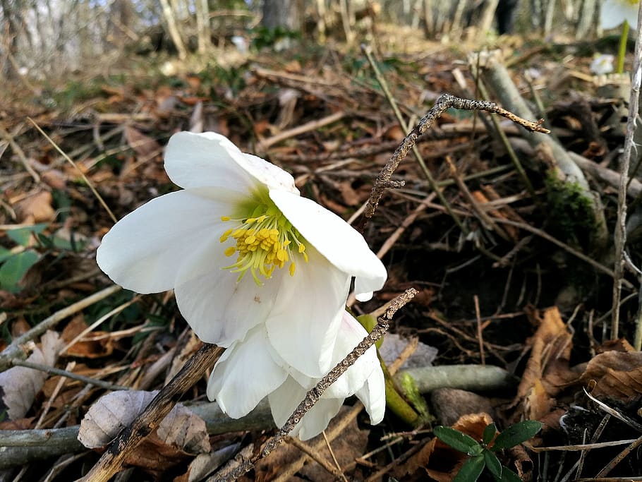 slovenia, white color, plant, fragility, flower, flowering plant HD wallpaper