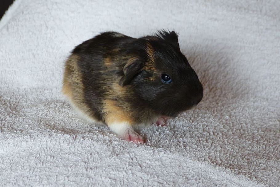 guinea pig, baby animal, rodent, pet, cute, mammal, animal themes