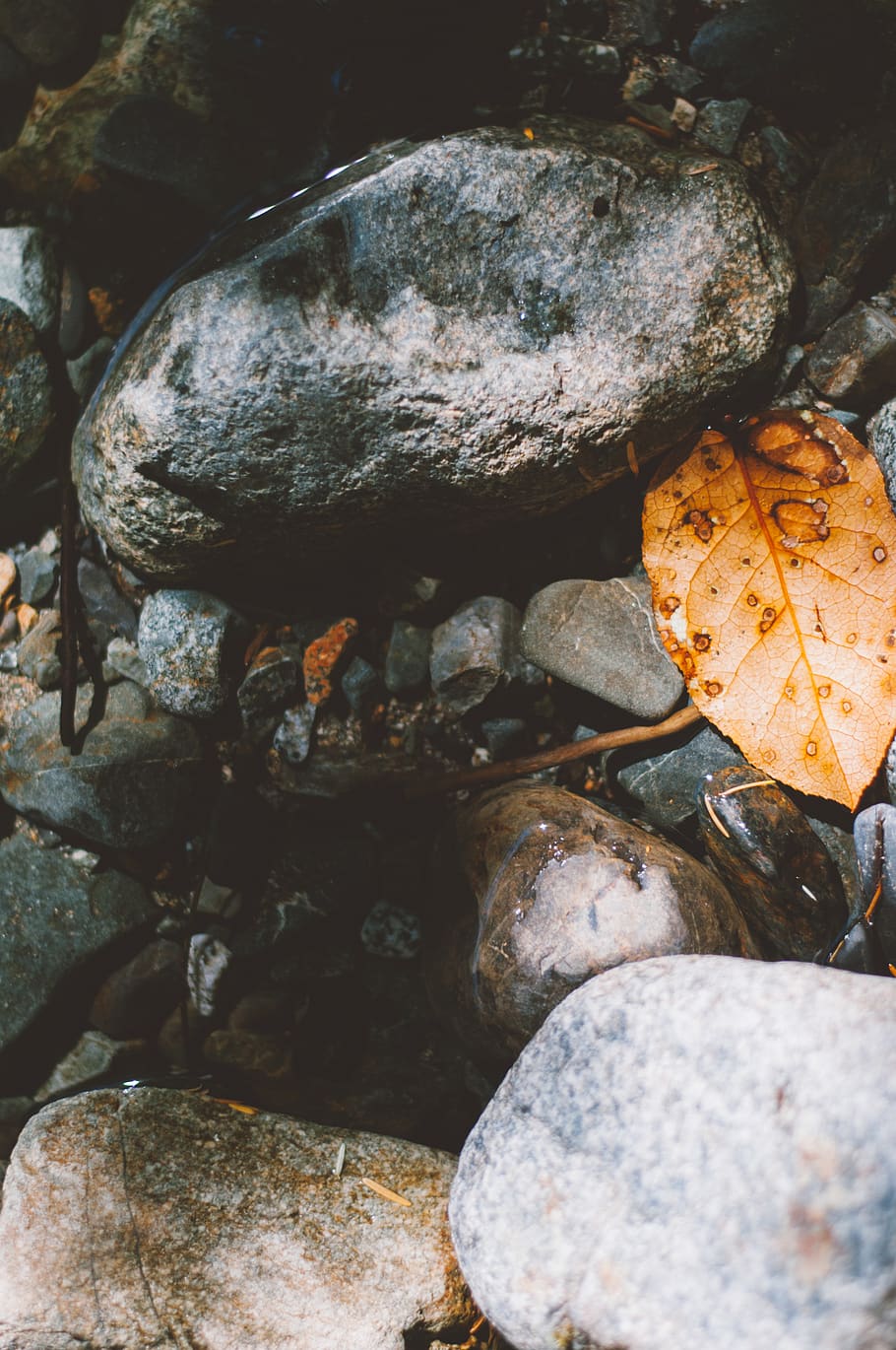 plant, leaf, canada, water, rock, vancouver, nature, river HD wallpaper