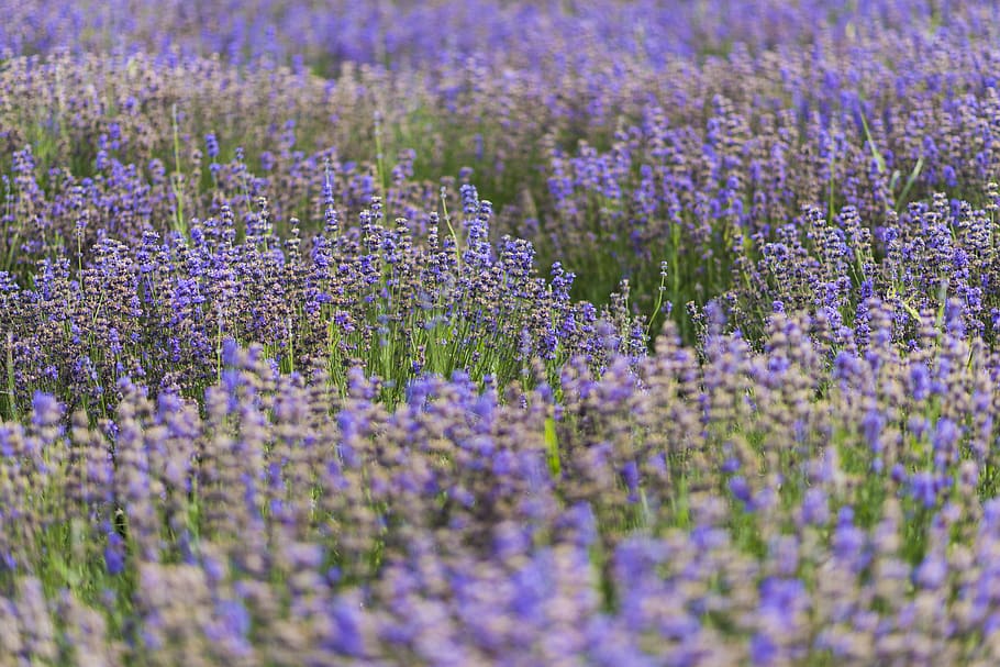 lavender, flower, xinjiang, china, grass, flowering plant, purple, HD wallpaper